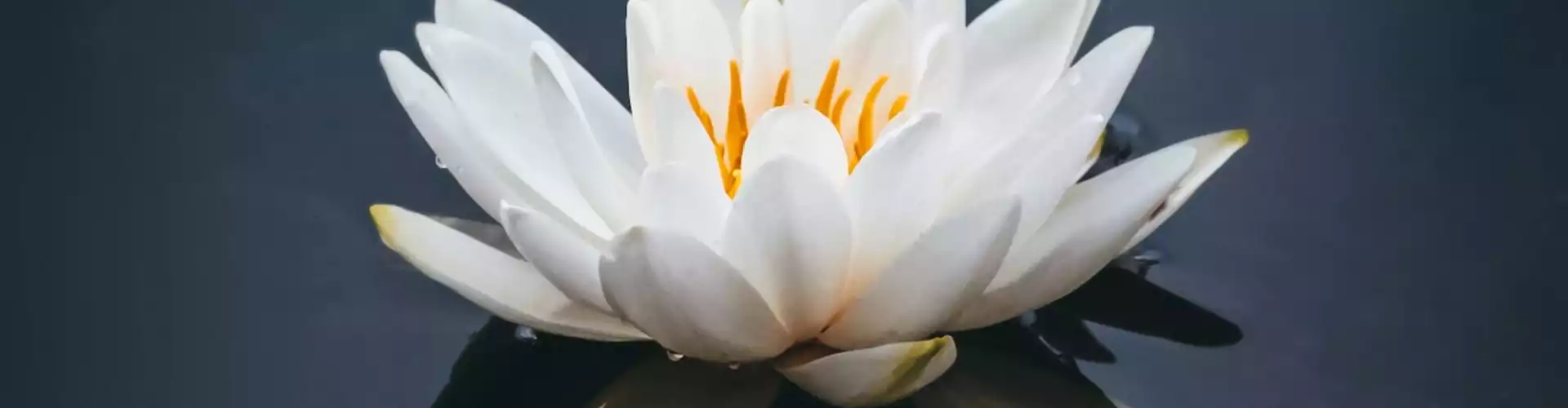 あなたの人生があなたのために働くようにあなたのカルマを働かせてください - Online Class by Dr. Lynn Anderson