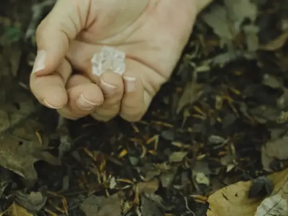 ריפוי רייקי מרחוק - עונת השוויון והליקוי הסתיו